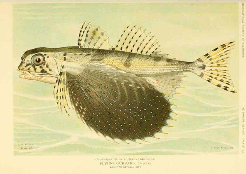 Reproducción/Reproduction 6124682610: Fishes of the Bahama Islands Baltimore :The Geographical Society of Baltimore,1905