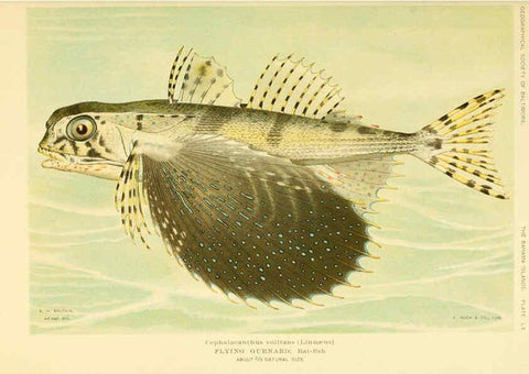 Reproducción/Reproduction 6124682610: Fishes of the Bahama Islands Baltimore :The Geographical Society of Baltimore,1905