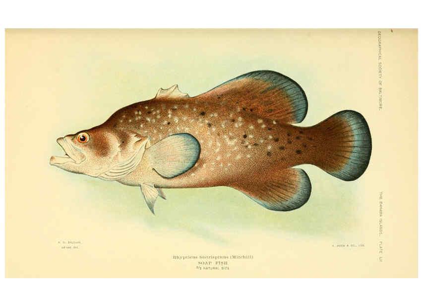 Reproducción/Reproduction 6124139183: Fishes of the Bahama Islands Baltimore :The Geographical Society of Baltimore,1905