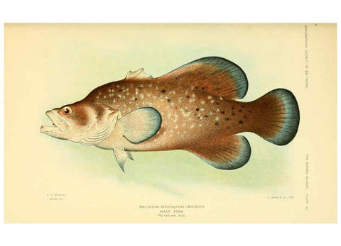 Reproducción/Reproduction 6124139183: Fishes of the Bahama Islands Baltimore :The Geographical Society of Baltimore,1905