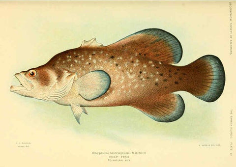 Reproducción/Reproduction 6124139183: Fishes of the Bahama Islands Baltimore :The Geographical Society of Baltimore,1905
