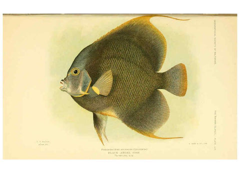 Reproducción/Reproduction 6124141365: Fishes of the Bahama Islands Baltimore :The Geographical Society of Baltimore,1905