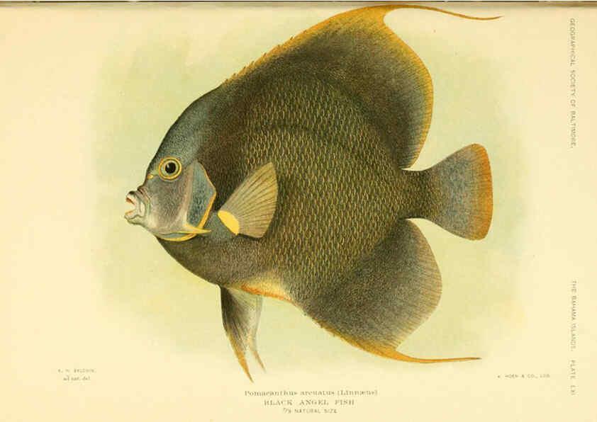 Reproducción/Reproduction 6124141365: Fishes of the Bahama Islands Baltimore :The Geographical Society of Baltimore,1905