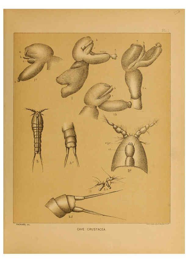 Reproducción/Reproduction 6124162887: The cave fauna of North America Washington,National Academy of Sciences,1888
