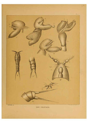 Reproducción/Reproduction 6124162887: The cave fauna of North America Washington,National Academy of Sciences,1888
