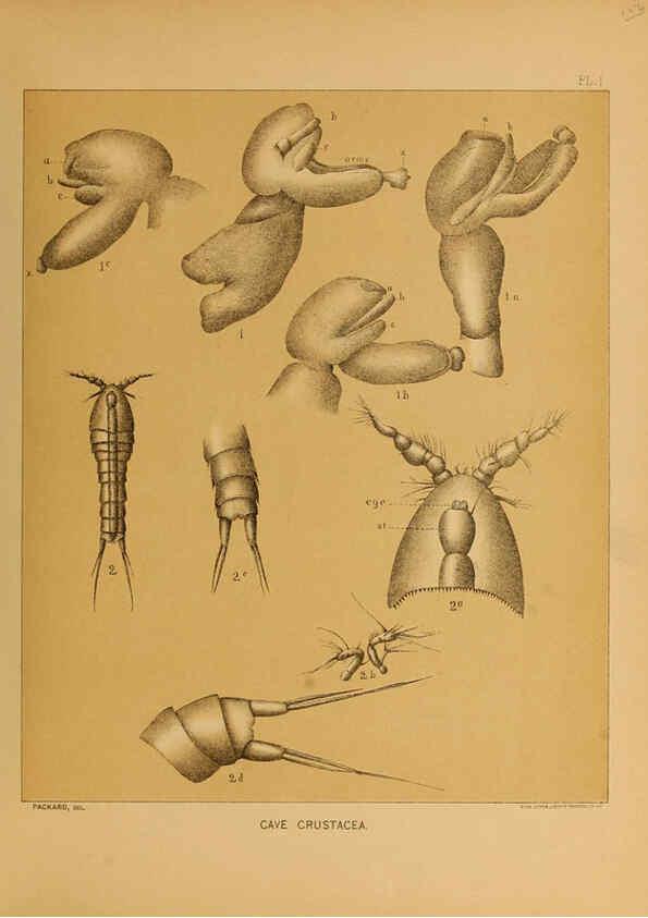 Reproducción/Reproduction 6124162887: The cave fauna of North America Washington,National Academy of Sciences,1888