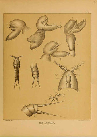 Reproducción/Reproduction 6124162887: The cave fauna of North America Washington,National Academy of Sciences,1888