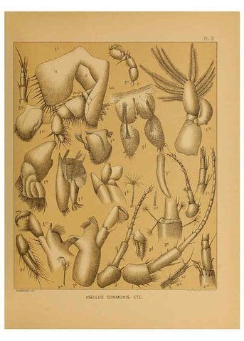 Reproducción/Reproduction 6124704460: The cave fauna of North America Washington,National Academy of Sciences,1888