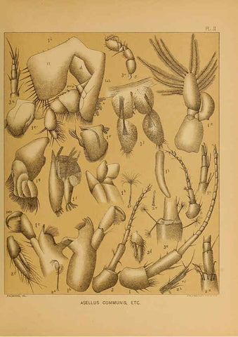 Reproducción/Reproduction 6124704460: The cave fauna of North America Washington,National Academy of Sciences,1888