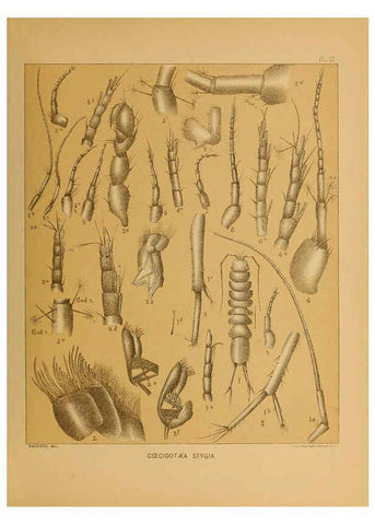 Reproducción/Reproduction 6124284257: The cave fauna of North America Washington,National Academy of Sciences,1888