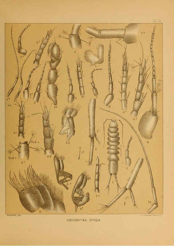 Reproducción/Reproduction 6124284257: The cave fauna of North America Washington,National Academy of Sciences,1888