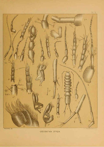 Reproducción/Reproduction 6124284257: The cave fauna of North America Washington,National Academy of Sciences,1888