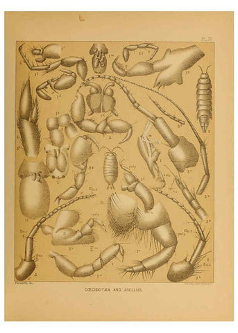 Reproducción/Reproduction 6124284569: The cave fauna of North America Washington,National Academy of Sciences,1888