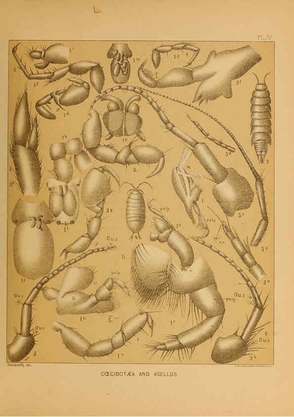 Reproducción/Reproduction 6124284569: The cave fauna of North America Washington,National Academy of Sciences,1888