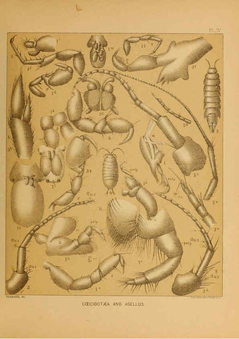 Reproducción/Reproduction 6124284569: The cave fauna of North America Washington,National Academy of Sciences,1888
