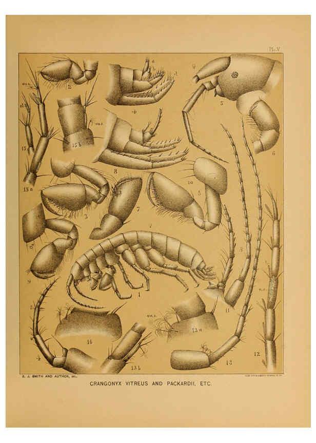 Reproducción/Reproduction 6124284889: The cave fauna of North America Washington,National Academy of Sciences,1888