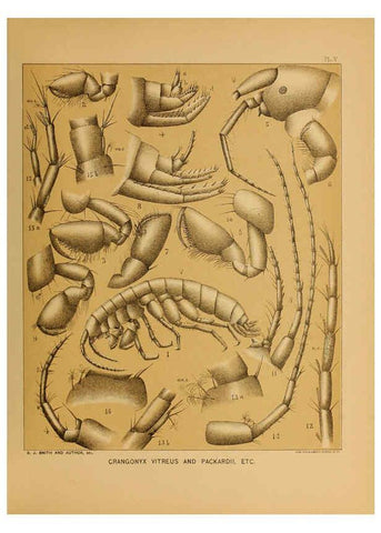 Reproducción/Reproduction 6124284889: The cave fauna of North America Washington,National Academy of Sciences,1888