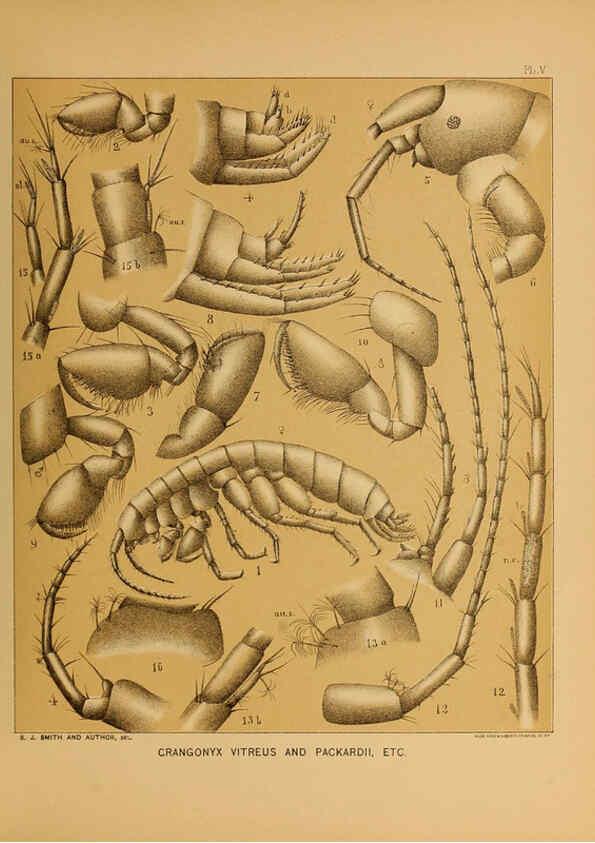 Reproducción/Reproduction 6124284889: The cave fauna of North America Washington,National Academy of Sciences,1888