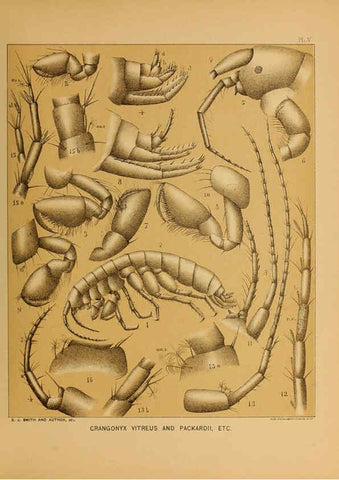 Reproducción/Reproduction 6124284889: The cave fauna of North America Washington,National Academy of Sciences,1888