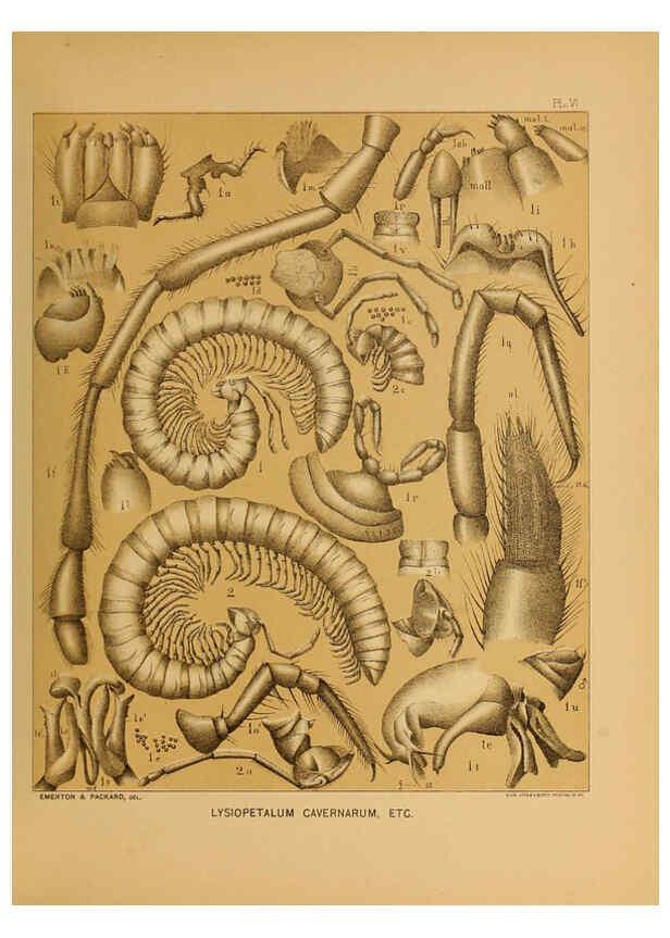Reproducción/Reproduction 6124825992: The cave fauna of North America Washington,National Academy of Sciences,1888