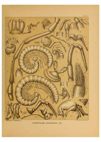 Reproducción/Reproduction 6124825992: The cave fauna of North America Washington,National Academy of Sciences,1888