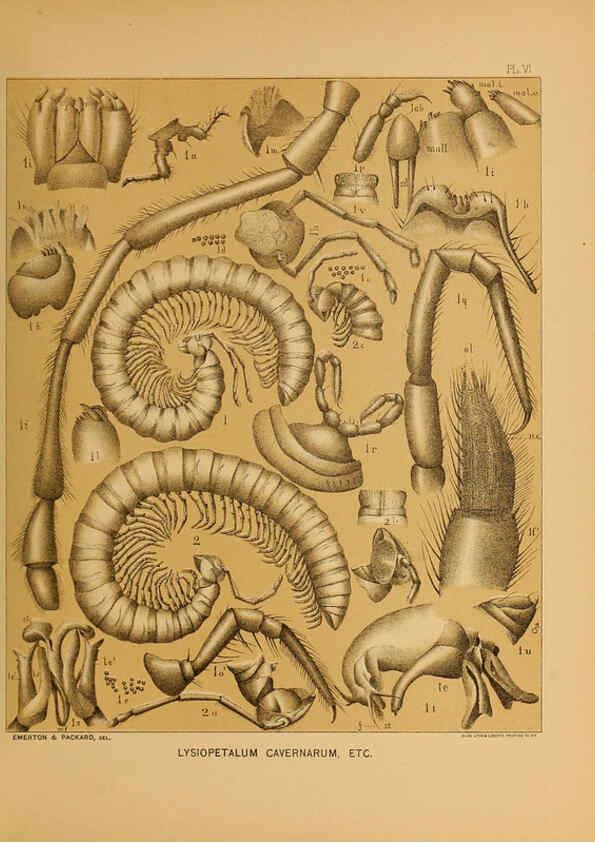 Reproducción/Reproduction 6124825992: The cave fauna of North America Washington,National Academy of Sciences,1888