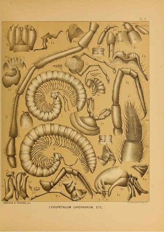 Reproducción/Reproduction 6124825992: The cave fauna of North America Washington,National Academy of Sciences,1888