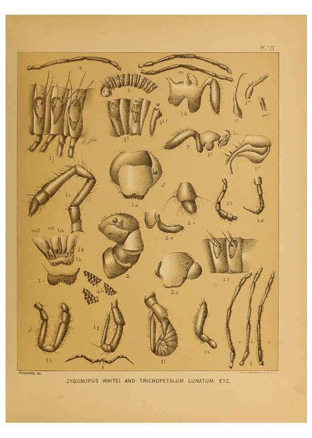 Reproducción/Reproduction 6124826166: The cave fauna of North America Washington,National Academy of Sciences,1888