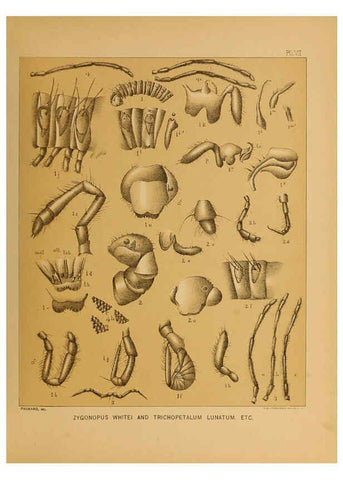 Reproducción/Reproduction 6124826166: The cave fauna of North America Washington,National Academy of Sciences,1888