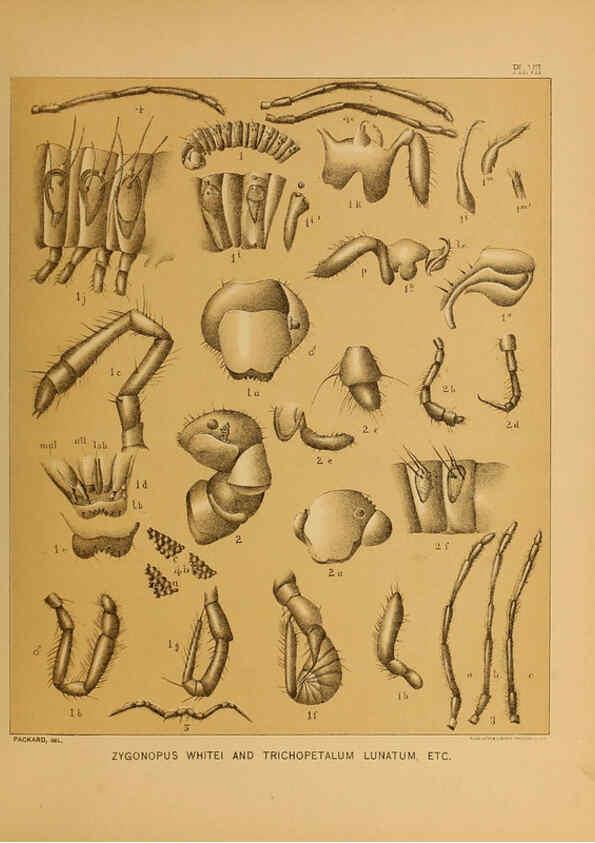 Reproducción/Reproduction 6124826166: The cave fauna of North America Washington,National Academy of Sciences,1888