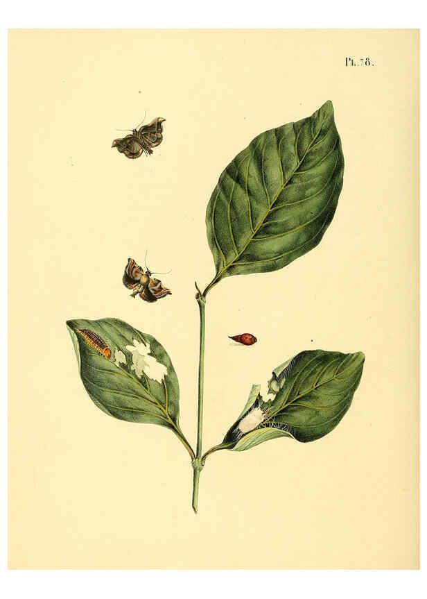 Reproducción/Reproduction 6126462481: Surinaamsche vlinders d.1-3. Amsterdam :J.C. Sepp en zoon,[1848-1852] 