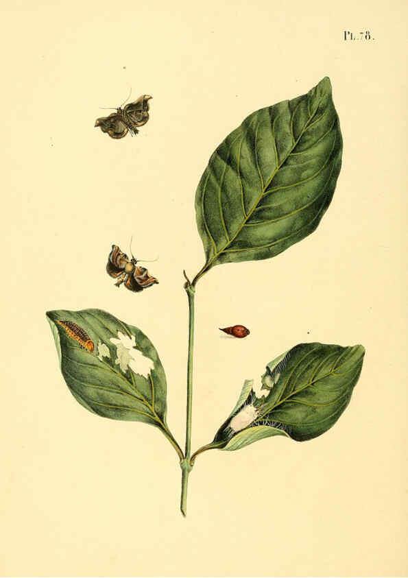 Reproducción/Reproduction 6126462481: Surinaamsche vlinders d.1-3. Amsterdam :J.C. Sepp en zoon,[1848-1852] 