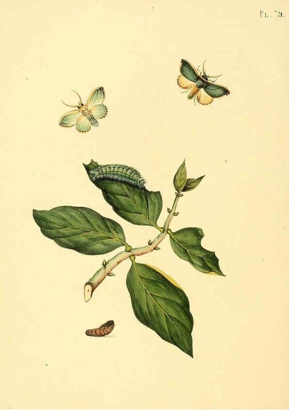 Reproducción/Reproduction 6127010882: Surinaamsche vlinders d.1-3. Amsterdam :J.C. Sepp en zoon,[1848-1852] 
