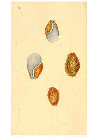 Reproducción/Reproduction 6126633277: The natural history of British shells. v.1-3. London :Printed for the Author, and for F.C. and J. Rivington, by Bye and Law,1800-1804