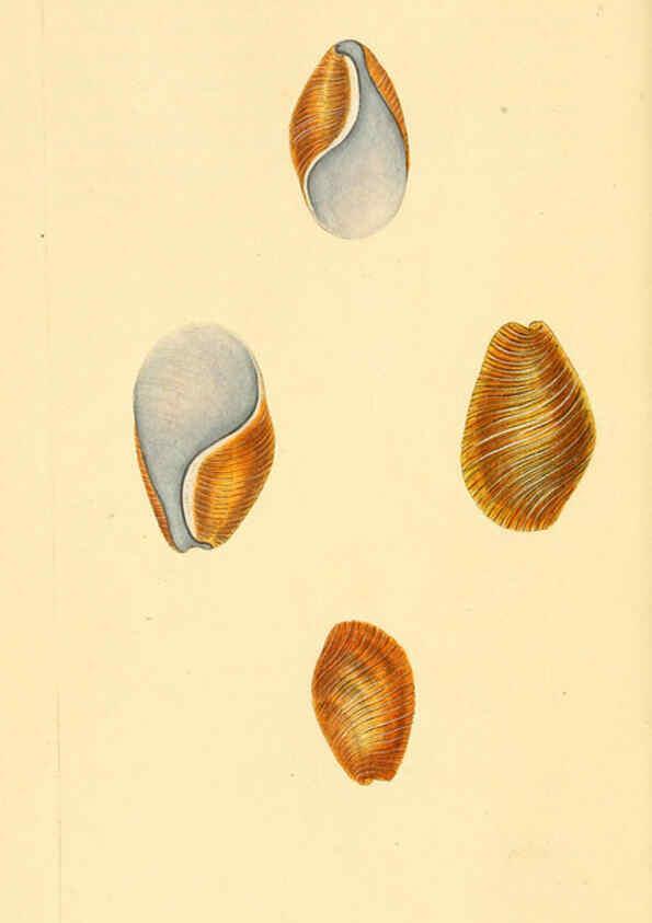 Reproducción/Reproduction 6126633277: The natural history of British shells. v.1-3. London :Printed for the Author, and for F.C. and J. Rivington, by Bye and Law,1800-1804