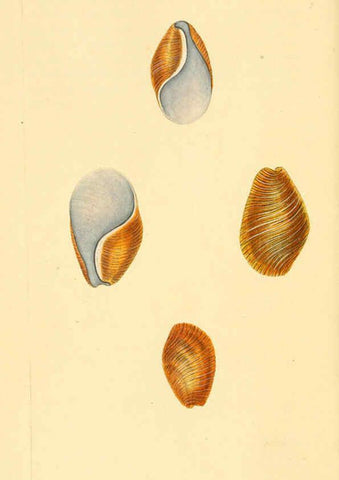 Reproducción/Reproduction 6126633277: The natural history of British shells. v.1-3. London :Printed for the Author, and for F.C. and J. Rivington, by Bye and Law,1800-1804