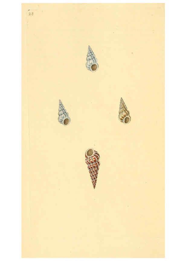 Reproducción/Reproduction 6126633539: The natural history of British shells. v.1-3. London :Printed for the Author, and for F.C. and J. Rivington, by Bye and Law,1800-1804