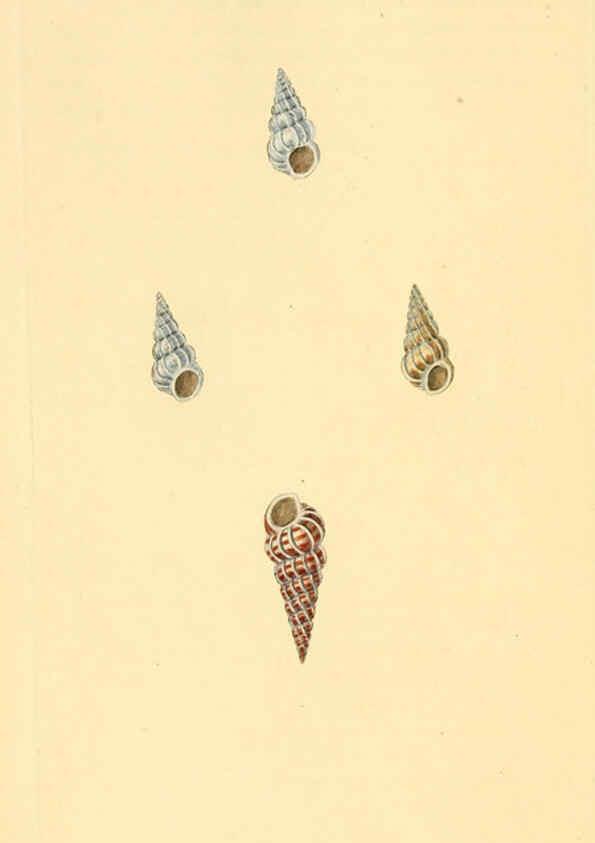 Reproducción/Reproduction 6126633539: The natural history of British shells. v.1-3. London :Printed for the Author, and for F.C. and J. Rivington, by Bye and Law,1800-1804