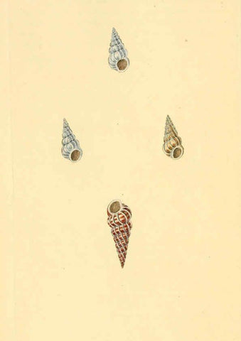 Reproducción/Reproduction 6126633539: The natural history of British shells. v.1-3. London :Printed for the Author, and for F.C. and J. Rivington, by Bye and Law,1800-1804