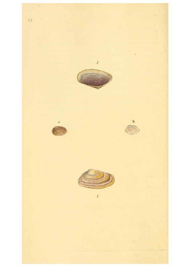 Reproducción/Reproduction 6126633837: The natural history of British shells. v.1-3. London :Printed for the Author, and for F.C. and J. Rivington, by Bye and Law,1800-1804