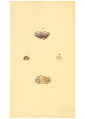 Reproducción/Reproduction 6126633837: The natural history of British shells. v.1-3. London :Printed for the Author, and for F.C. and J. Rivington, by Bye and Law,1800-1804
