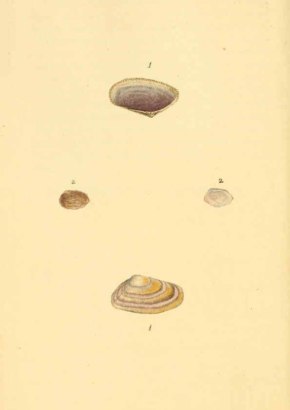 Reproducción/Reproduction 6126633837: The natural history of British shells. v.1-3. London :Printed for the Author, and for F.C. and J. Rivington, by Bye and Law,1800-1804