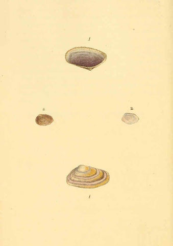 Reproducción/Reproduction 6126633837: The natural history of British shells. v.1-3. London :Printed for the Author, and for F.C. and J. Rivington, by Bye and Law,1800-1804