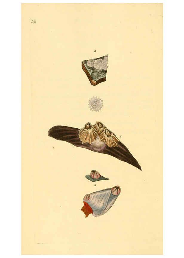 Reproducción/Reproduction 6126634125: The natural history of British shells. v.1-3. London :Printed for the Author, and for F.C. and J. Rivington, by Bye and Law,1800-1804