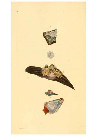 Reproducción/Reproduction 6126634125: The natural history of British shells. v.1-3. London :Printed for the Author, and for F.C. and J. Rivington, by Bye and Law,1800-1804
