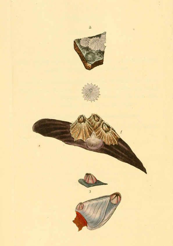 Reproducción/Reproduction 6126634125: The natural history of British shells. v.1-3. London :Printed for the Author, and for F.C. and J. Rivington, by Bye and Law,1800-1804