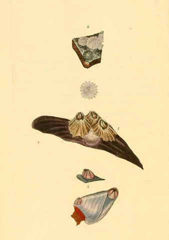 Reproducción/Reproduction 6126634125: The natural history of British shells. v.1-3. London :Printed for the Author, and for F.C. and J. Rivington, by Bye and Law,1800-1804