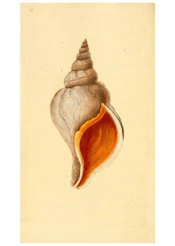 Reproducción/Reproduction 6126634305: The natural history of British shells. v.1-3. London :Printed for the Author, and for F.C. and J. Rivington, by Bye and Law,1800-1804