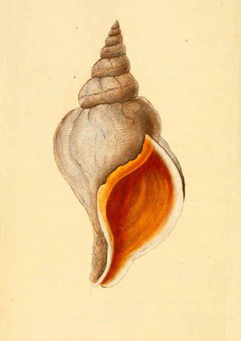 Reproducción/Reproduction 6126634305: The natural history of British shells. v.1-3. London :Printed for the Author, and for F.C. and J. Rivington, by Bye and Law,1800-1804
