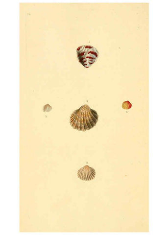 Reproducción/Reproduction 6126634583: The natural history of British shells. v.1-3. London :Printed for the Author, and for F.C. and J. Rivington, by Bye and Law,1800-1804